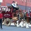 Chadeau Mountain Clydesdales provided the transportation for Greenfield Grand Marshal, Babette Terhune.
