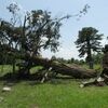 This tree in the oldest part of the Dudenville Cemetery was uprooted during the storms of Monday, May 20, 2019, damaging graves over a century old. (Photo by James McNary)